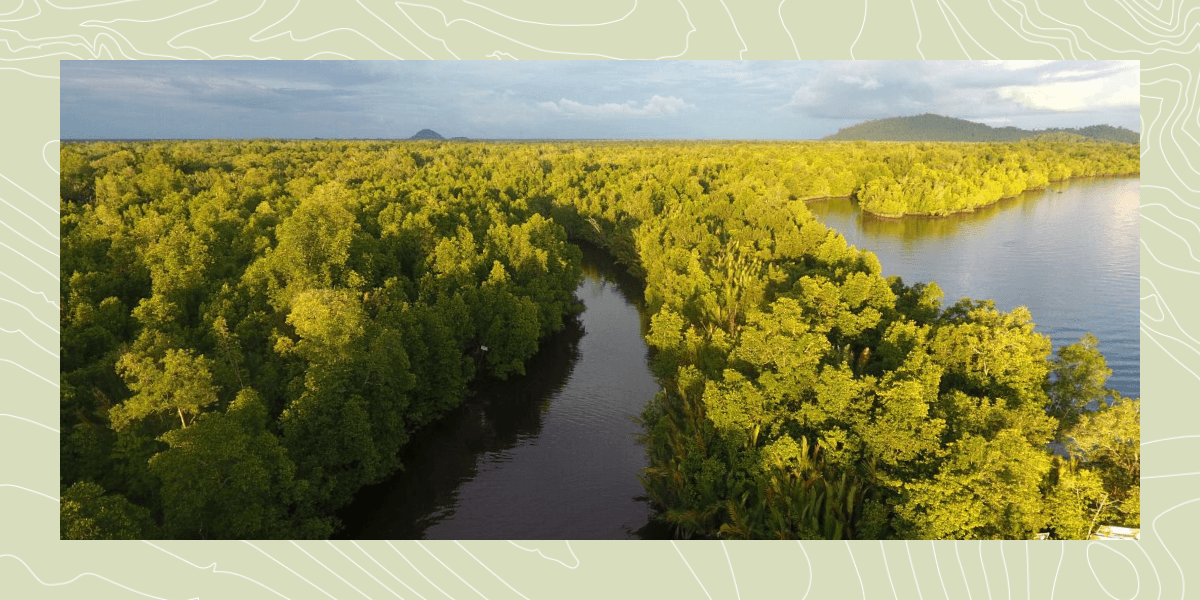 How the Forest Positive Coalition is Driving Change with Landscapes