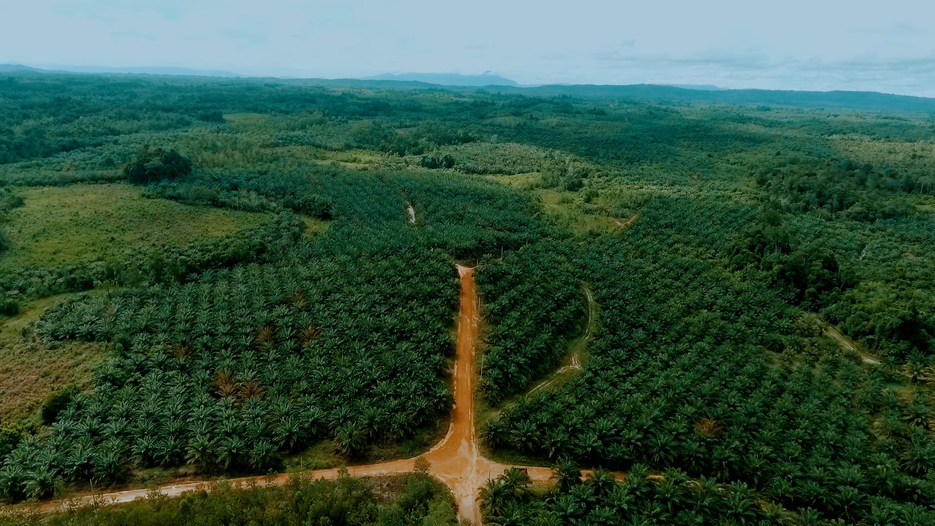 Tackling Deforestation in Indonesia Through Multistakeholder Platform at Landscape Scale